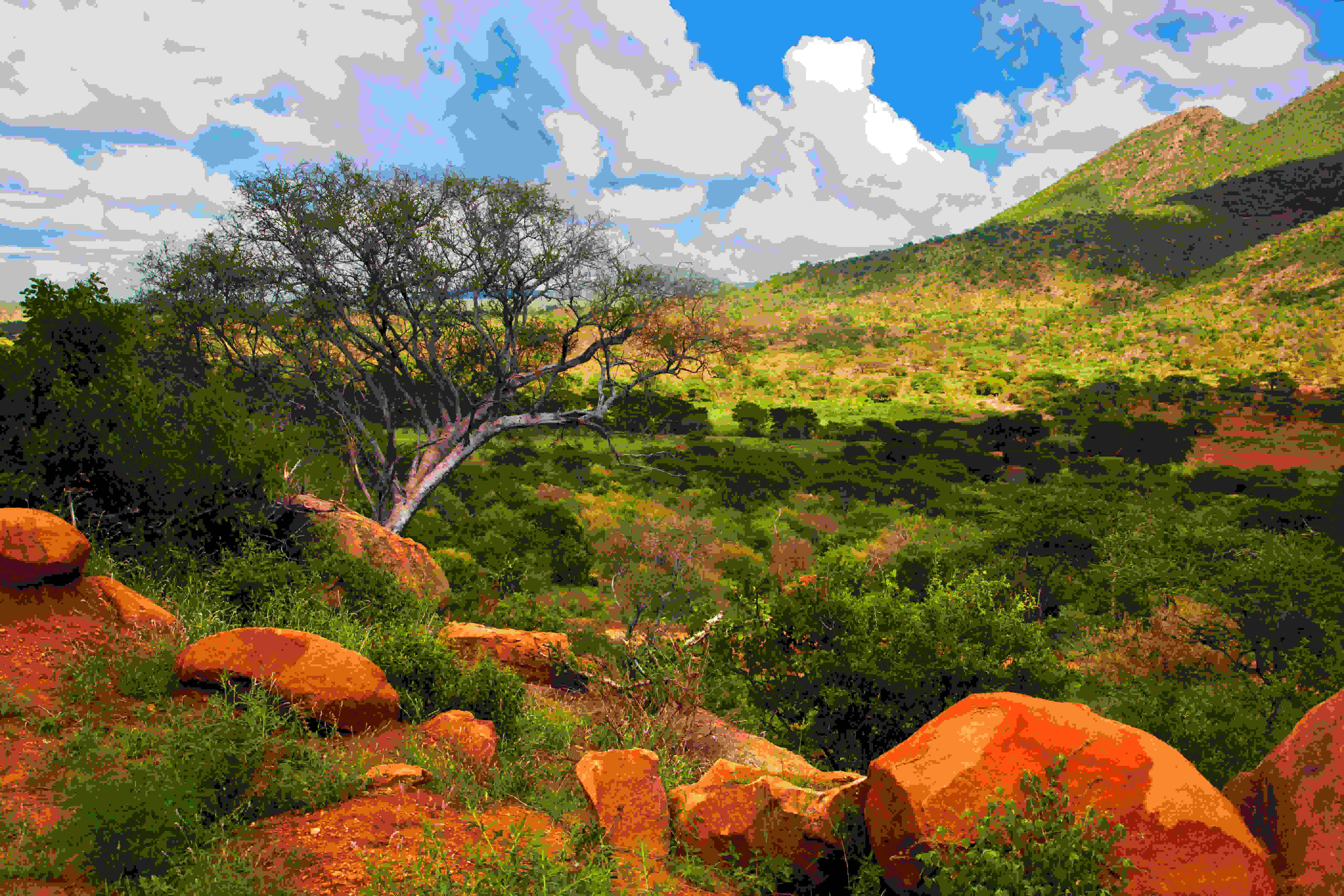 Guinea Savanna Woodland